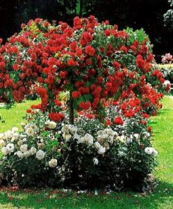 Hängende rote Rose - auf Stamm