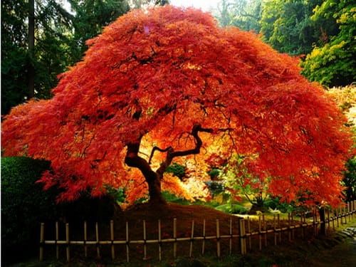 Acer tataricum GINNALA Feuriger Ahorn