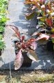 PANSTEMON PALCZASTY HUSKER RED