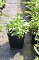 Panstemon pinacolada VIOLET SHADES