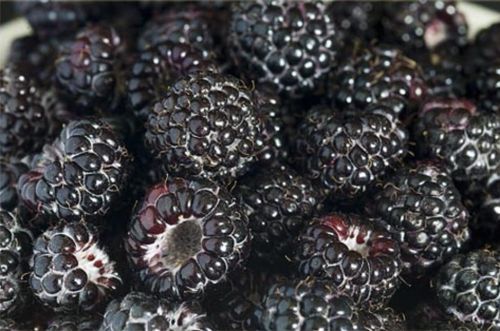 Schwarze Himbeere BRISTOL