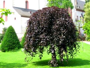 Hänge-Blutbuche  PURPUREA PENDULA