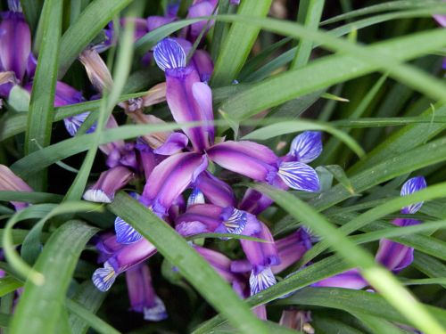 Schwertlilie GRAMINEA