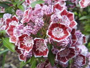 Kalmia latifolia TAD