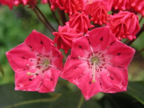 Kalmia latifolia BEACON