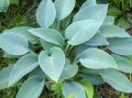Funkia - Hosta HALCYON