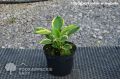 Funkia - HOSTA SHEILA WEST