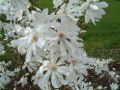 Magnolia Stellata ROYAL STAR