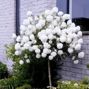 Kalina szczepiona hordowina VARIEGATA