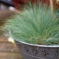 Szczotlicha SIWA SPIKY BLUE