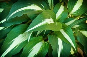 Hosta NIGHT BEFORE CHRISTMANS
