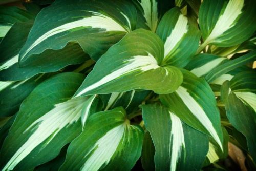 Hosta NIGHT BEFORE CHRISTMANS