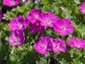 Bodziszek Czerwony VISION VIOLET