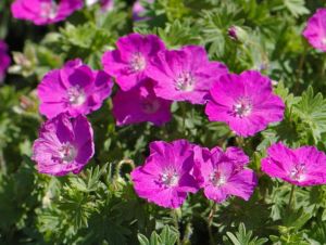 Blutroter Storchschnabel 'Vision Violet' 