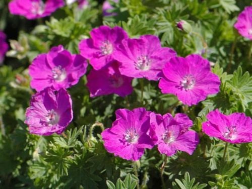 Blutroter Storchschnabel 'Vision Violet' 