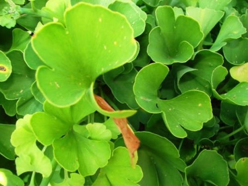 Japanischer  GINKGO BILOBA
