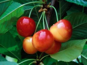Rote Buttnera-Kirsche im Topf