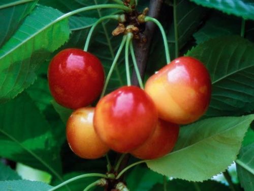 Rote Buttnera-Kirsche im Topf