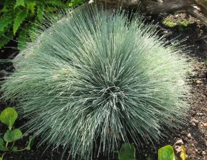 Blauschwamm SPIKY BLUE