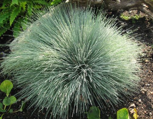 Blauschwamm SPIKY BLUE