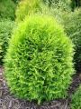 Thuja GLOBOSA AUREA