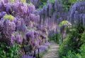 Wisteria Formosa ISSAI