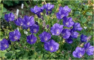 Karpaten-Glockenblume PEARL BLUE