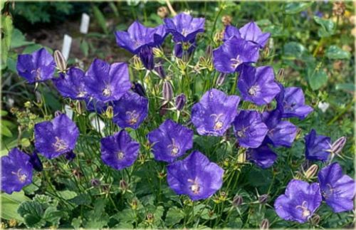 Karpaten-Glockenblume PEARL BLUE
