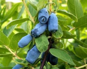 Kamtschatka Beere Duet