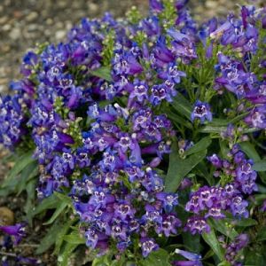 Fingerhut  VIOLET SHADES
