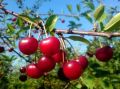 Wiśnia i Czereśnia na JEDNYM drzewie DUO