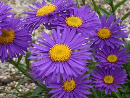 Alpen-Aster VIOLET