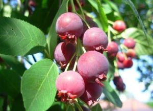 LAMARCIAN'S SALTHOUSE