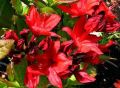 Azalia wielkokwiatowa NABUCCO