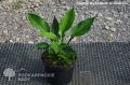 Funkia - HOSTA FRAGANT BLUE