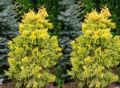 Thuja IRISH GOLD