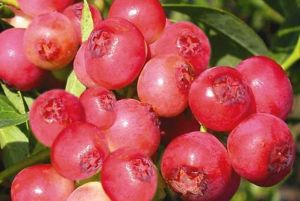 Blaubeere PINK LEMONADE