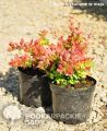 Berberys Thunberga BAGATELLE