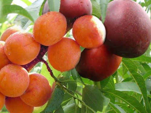 Nektarine und Aprikose an EINEM Baum – NEUES DUO!