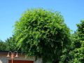 Akacja ROBINIA UMBRACULIFERA