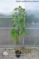 Morwa Biała PENDULA 160 cm