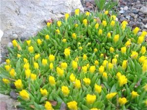 Fleischige Mittagsblume