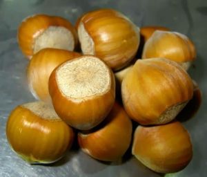 Haselnuss Katalanische