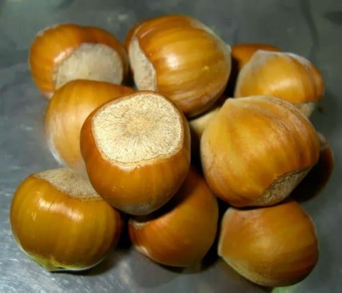 Haselnuss Katalanische