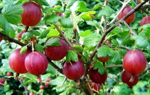 Stachelbeeren HINNONMAKI ROT - am Stamm