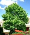 Tulipanowiec Amerykański TULIPIFERA