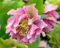 Ciemiernik Wschodni  DOUBLE CROWN ROSE