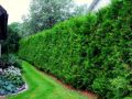 Thuja BRABANT