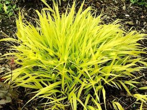 Japanisches Berggras Hakonechloa ALL GOLD