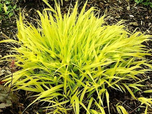 Japanisches Berggras Hakonechloa ALL GOLD